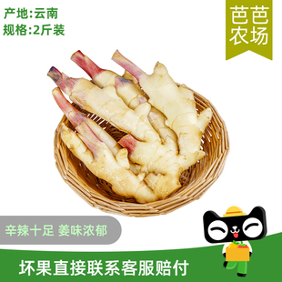 嫩姜 小黄姜2斤 建议腌制食用 芭芭农场兑换 辛辣十足