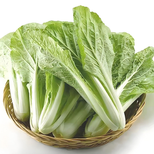 白梗小白菜种子反交白速生白菜种籽春四季 阳台盆栽奶油小青菜种孑