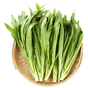 今年新种四季 油麦菜种子脆甜青菜种籽阳台盆栽地栽蔬菜种子