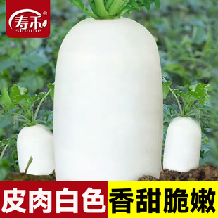 九斤王特大萝卜种子种籽秋季 白 蔬菜孑子籽种白皮水果秋冬季 四季