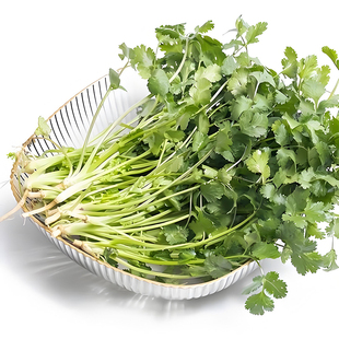 叶菜香菜种子老品种春秋季 方震四季 阳台大小叶香菜种子耐寒耐热