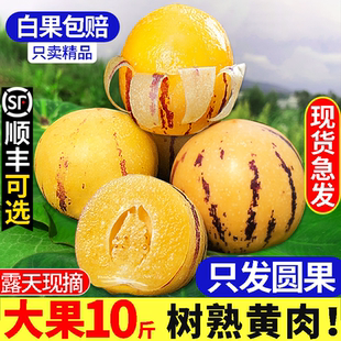 云南人参果水果10斤大果黄肉新鲜石林人叁果树上熟人生果圆果整箱