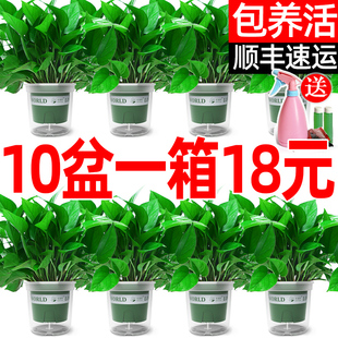 绿萝盆栽室内植物花卉绿植水培长藤垂吊大叶绿箩新房家用净化空气