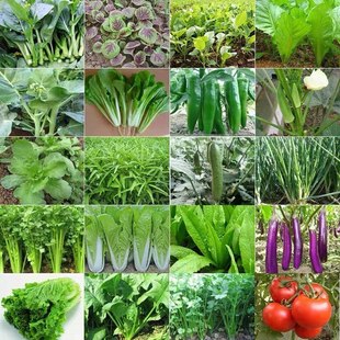 蔬菜种子菜种籽原装 彩包育种香菜小葱白菜菠菜大全 播原装 四季