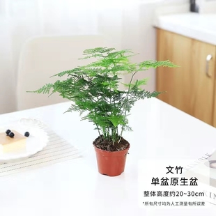 文竹盆栽植物室内大型盆景净化空气四季 常青桌面绿植花卉苗好养