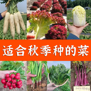 秋季 生菜种孑葱青菜籽 蔬菜种子大全菠菜香菜小白菜籽韭菜四季 冬季