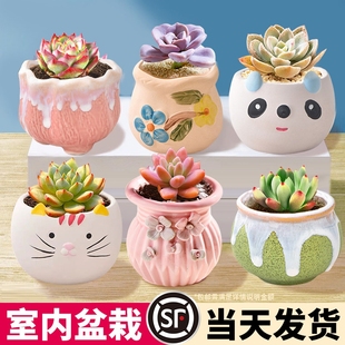 多肉植物室内小盆栽大颗好养带土陶瓷盆组合批发仙人球掌花卉绿植