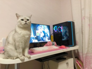 台式 敌鸽电脑 鸽鸽电竞 一台美好 机